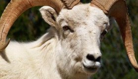 Kurban Bayramı Ne Zaman?