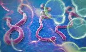 EBOLA Nedir?