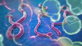 EBOLA Nedir?